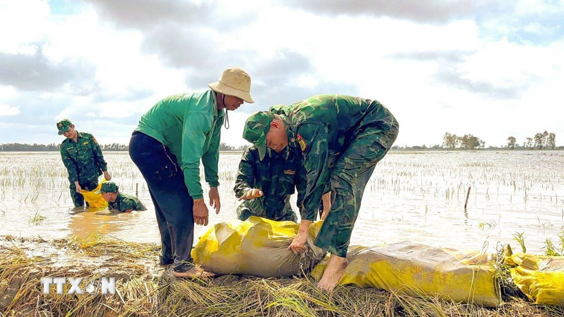 Bộ đội Biên phòng tỉnh Tây Ninh hỗ trợ người dân gia cố đê bao, bảo vệ vùng sản xuất. (Ảnh: TTXVN phát)
