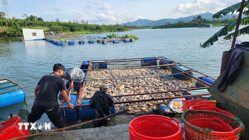 Cá chết nổi trong lồng bè nuôi tại hồ Mai Thành (phường Lộc Tiến, thành phố Bảo Lộc) . (Ảnh: TTXVN phát)