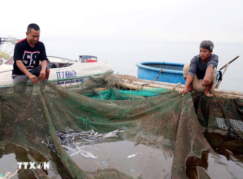 Cá nuôi biển vẫn chết rải rác hàng ngày tại các lồng nuôi. (Ảnh: Tá Chuyên/TTXVN)