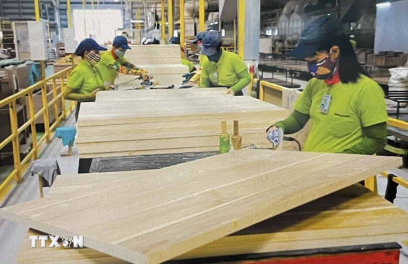 Công nhân nhà máy gỗ chuẩn bị nguồn hàng xuất khẩu. (Ảnh: Hồng Nhung/TTXVN)