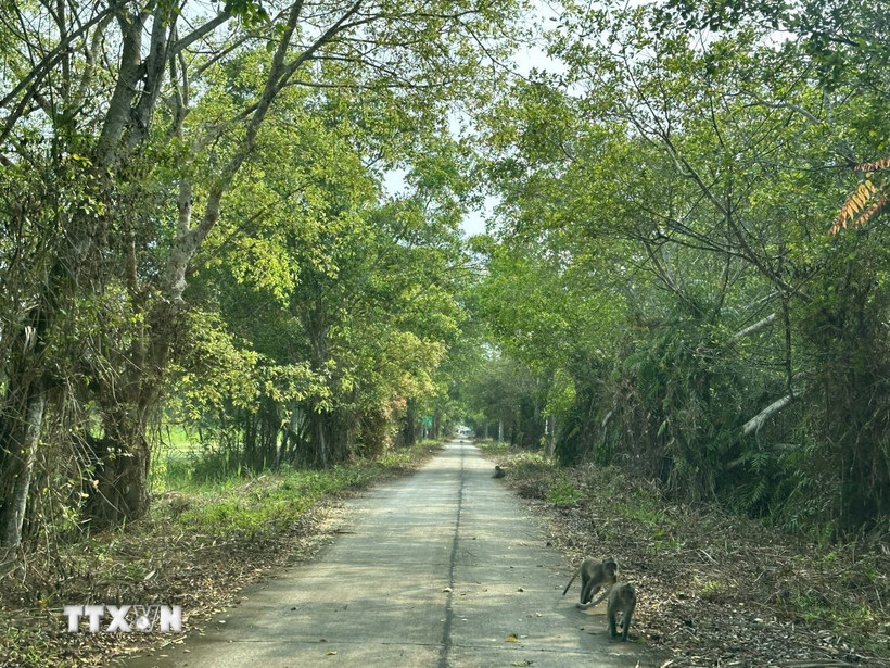 Đường vào Vườn Quốc gia U Minh Thượng. (Ảnh: Lê Sen/TTXVN)