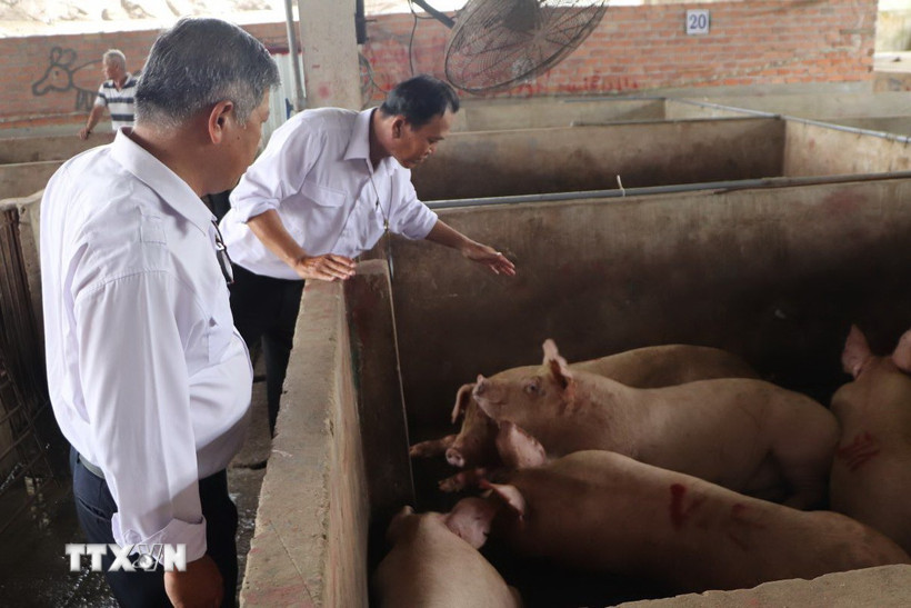 Kiểm tra khu vực lưu heo chờ giết mổ tại Cơ sở giết mổ N.Đ.H.G. (Ảnh: Nguyễn Hằng/TTXVN)