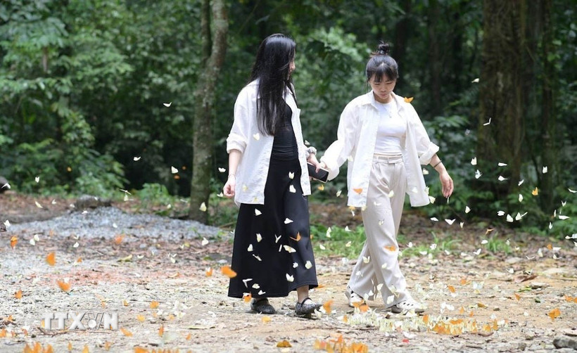 Vườn Quốc gia Cúc Phương những ngày này được giới trẻ tung hô là "tọa độ sống ảo" bởi vẻ đẹp được thiên nhiên ban tặng. (Ảnh: Hải Yến/TTXVN)