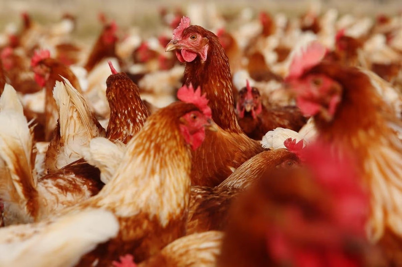 Hàng nghìn con gà trong trang trại gia cầm bên ngoài thị trấn Euroa đã bị tiêu hủy. (Nguồn: Getty Images)