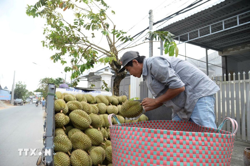 Nông dân Đồng Tháp vận chuyển sầu riêng đi tiêu thụ. (Ảnh: Công Trí/TTXVN)