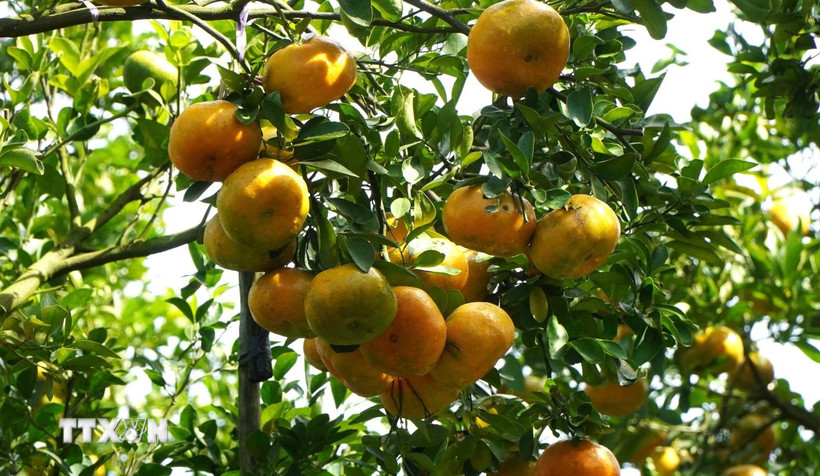 Những quả quýt hồng to tròn, mọng nước chờ đến ngày thu hoạch. (Ảnh: Nhựt An/TTXVN)