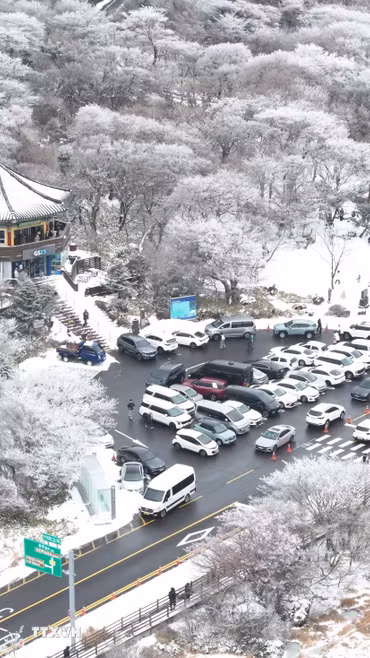 Tuyết phủ trắng xóa tại Jeju, Hàn Quốc. (Ảnh: Yonhap/TTXVN)