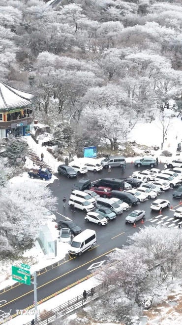 Tuyết phủ trắng xóa tại Jeju, Hàn Quốc. (Ảnh: Yonhap/TTXVN)