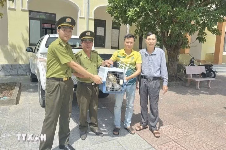 Hạt Kiểm lâm Tuyên Hóa tiếp nhận 2 cá thể chim ưng Ấn Độ từ người dân. (Ảnh: TTXVN phát)Hạt Kiểm lâm Tuyên Hóa tiếp nhận 2 cá thể chim ưng Ấn Độ từ người dân. (Ảnh: TTXVN phát)