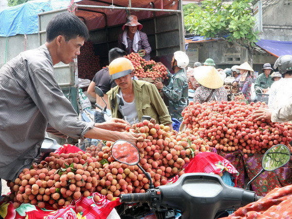 Hiện tượng quả vải Trung Quốc xuất sang Việt Nam: Cần lưu tâm ảnh 1