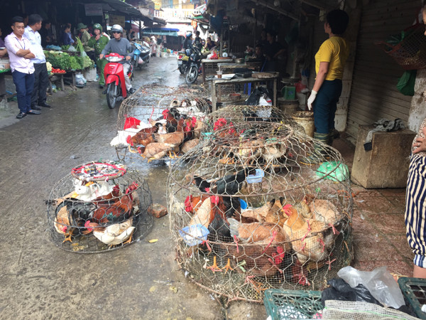 Thu giữ nhiều gia cầm không kiểm dịch ngay trong khu đông dân cư ảnh 3