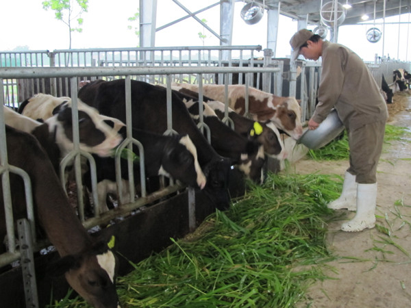 FrieslandCampina đầu tư vùng chăn nuôi bò sữa bền vững tại Hà Nam ảnh 2