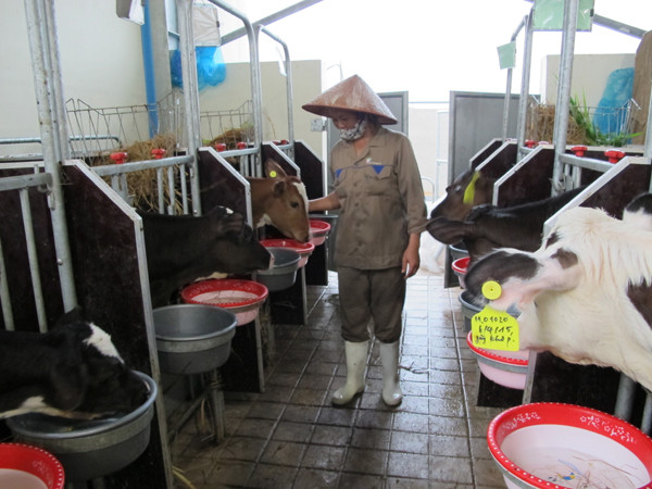 FrieslandCampina đầu tư vùng chăn nuôi bò sữa bền vững tại Hà Nam ảnh 3