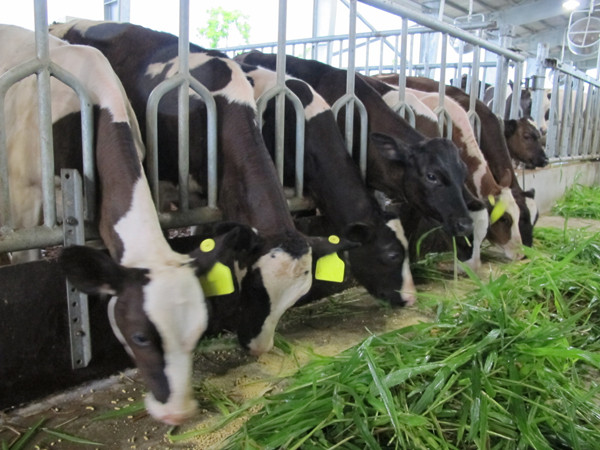 FrieslandCampina đầu tư vùng chăn nuôi bò sữa bền vững tại Hà Nam ảnh 4