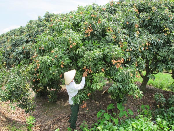 Ngành nông nghiệp: Vẫn thiếu một quy hoạch mang tầm vóc sản xuất lớn ảnh 2