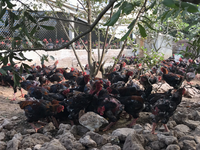 Hà Nội: Doanh nghiệp bán lẻ đẩy mạnh tiêu thụ nông sản Hải Dương ảnh 2