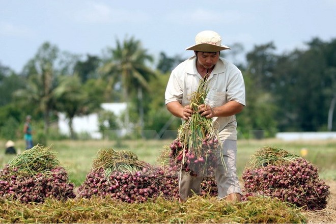 Bộ Công Thương: Phải có giải pháp tiêu thụ hết nông sản cho nông dân ảnh 1