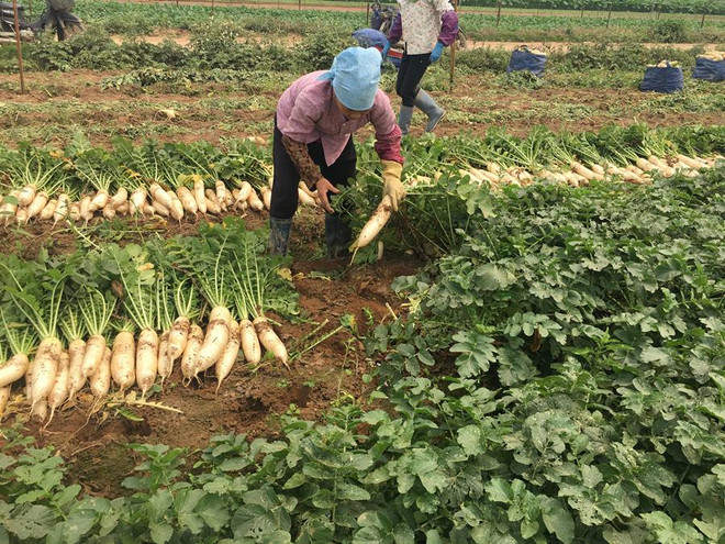 Giải cứu củ cải trắng: Chuyện mạn tính ngành nông nghiệp ảnh 1