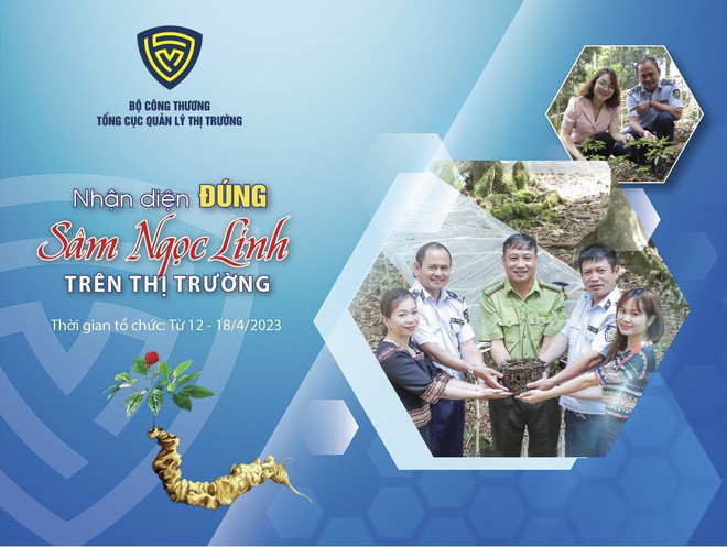 Sắp diễn ra Tuần lễ ‘Nhận diện đúng sâm Ngọc Linh trên thị trường’ ảnh 1