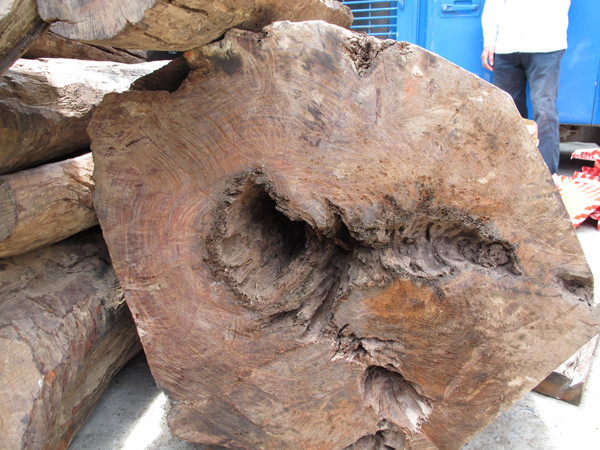 Giấu hơn 2 tấn gỗ trắc trong cốp xe giường nằm vẫn không thoát ảnh 2