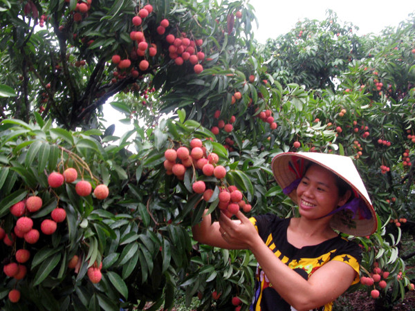 Nhìn lại mùa vải 2015: Thị trường 90 triệu dân vẫn còn bị bỏ ngỏ ảnh 1