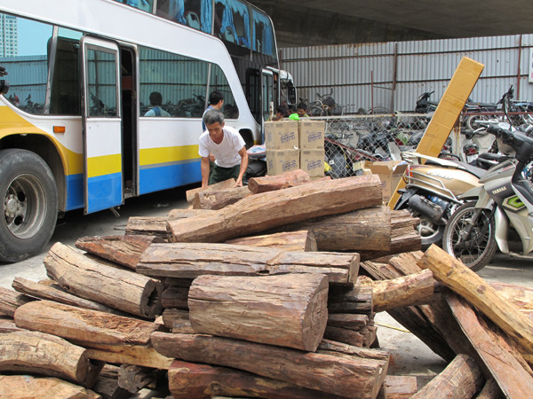 Giấu hơn 2 tấn gỗ trắc trong cốp xe giường nằm vẫn không thoát ảnh 1