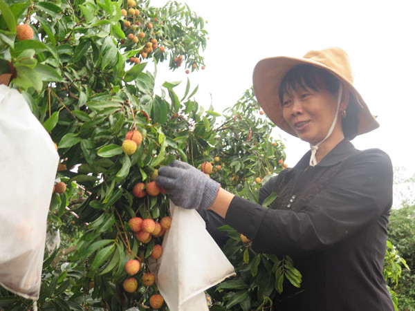 Nhìn lại mùa vải 2015: Thị trường 90 triệu dân vẫn còn bị bỏ ngỏ ảnh 2