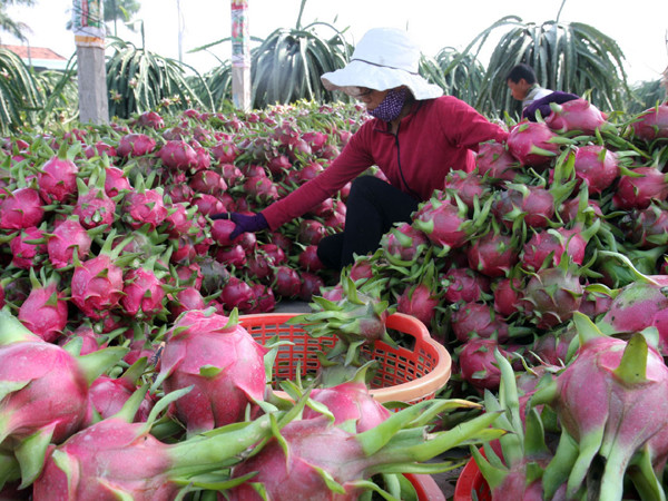Chưa phát hiện có thương lái nước ngoài vào thu mua gom nông sản ảnh 1
