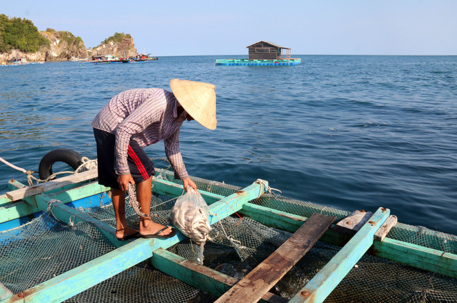 CPTPP sẽ tạo ra sức hút đầu tư mới cho lĩnh vực nuôi biển Việt Nam ảnh 1