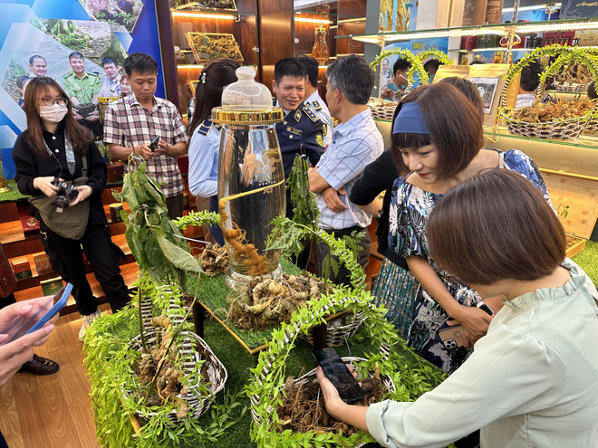 Tuần lễ "Nhận diện đúng sâm Ngọc Linh trên thị trường" moưr cửa đến hết ngày 18/4. (Ảnh: Xuân Quảng/Vietnam+) Giúp người tiêu dùng nhận diện đúng Sâm Ngọc Linh trên thị trường ảnh 1