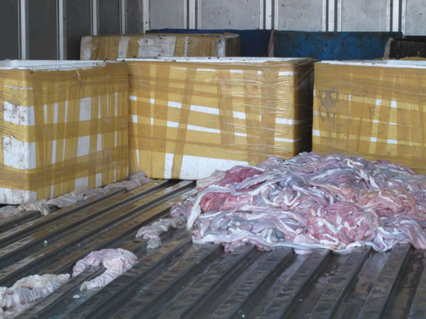 Tịch thu, tiêu hủy hơn 4 tạ lòng lợn đang bốc mùi hôi thối ảnh 1