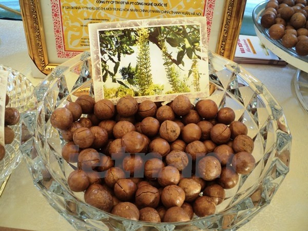 Đại biểu quốc hội: Trồng mắcca tự phát sẽ gây phá hoại vùng quy hoạch ảnh 2