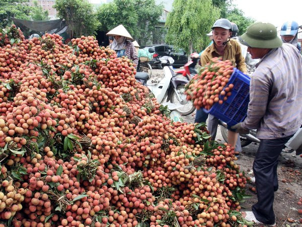 Bộ Công Thương đưa nhiều giải pháp để vải thiều "được mùa được giá" ảnh 1