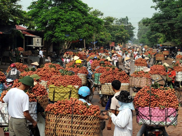 Bộ Công Thương đưa nhiều giải pháp để vải thiều "được mùa được giá" ảnh 2