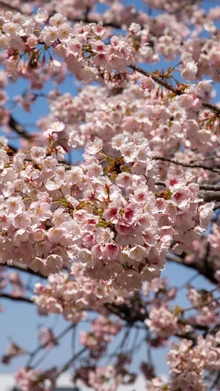 Lễ hội ngắm hoa anh đào tại Tokyo