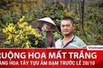 “Thủ phủ" hoa tươi Hà Nội nhuốm màu ảm đạm trước dịp lễ 20/10 