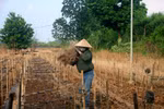 Nông dân làng hoa Tây Tựu, đào quất Tứ Liên “cầm cự” sau mùa bão lũ 