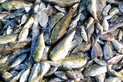 Cá nóc nằm lẫn lộn với các loại các biển khác được ngư dân đánh bắt đưa lên bờ. (Ảnh: TTXVN)