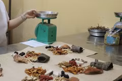 Bộ Y tế đề nghị các địa phương tập trung thực hiện quyết liệt các chỉ đạo của Đảng và Chính phủ về phát triển lĩnh vực y, dược cổ truyền. (Ảnh: TTXVN)