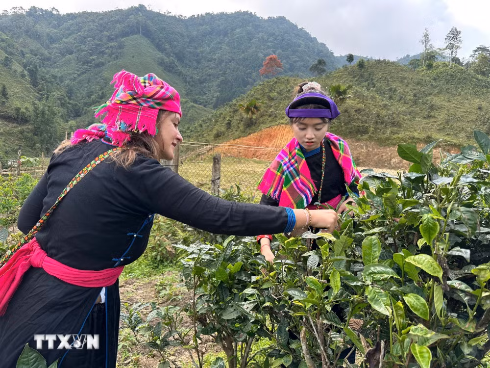 ttxvn_2709-che-shan-tuyet-ban-lien-lao-cai-206.jpg
