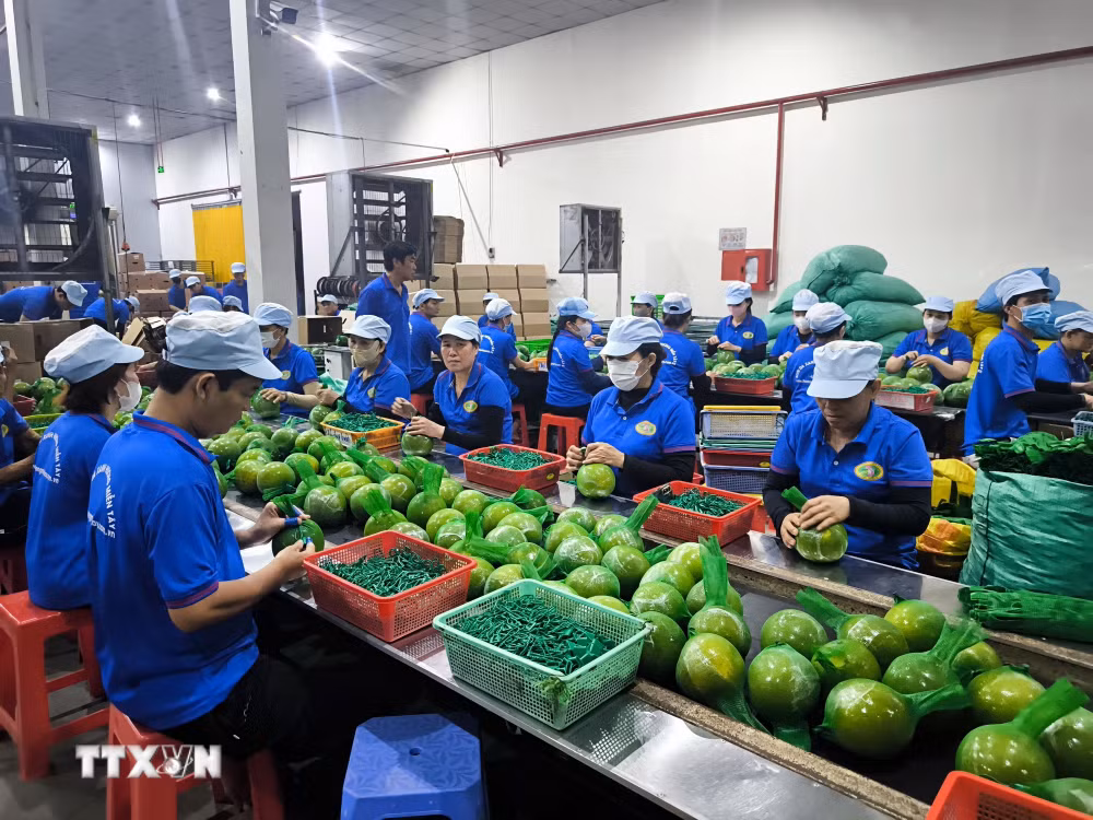 ttxvn_3010-vinh-long-kinh-te-tu-nhan-5607.jpg