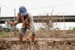 Sau cơn lũ, người dân Nhật Tân nỗ lực 'hồi sinh' vườn đào mong kịp đón Tết