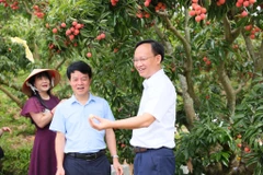 Ông Phạm Văn Thịnh – Phó Chủ tịch Uỷ ban Nhân dân tỉnh Bắc Giang giới thiệu trái vải tới những người xem trực tiếp trên toàn quốc. (Ảnh: TikTok Shop)