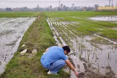 Dự án “Tích hợp mô hình vật lý và mô hình dựa trên dữ liệu trong giám sát và dự báo xâm nhập mặn phục vụ phát triển nông nghiệp xanh tại một số khu vực ven biển Đồng bằng sông Hồng” hướng tới xây dựng hệ thống giám sát và dự báo tích hợp đa công nghệ. (Ảnh: VinFuture)