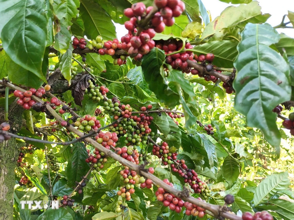 Thị trường nông sản: Cà phê giảm sâu, gạo bật tăng nhờ lực đẩy xuất khẩu