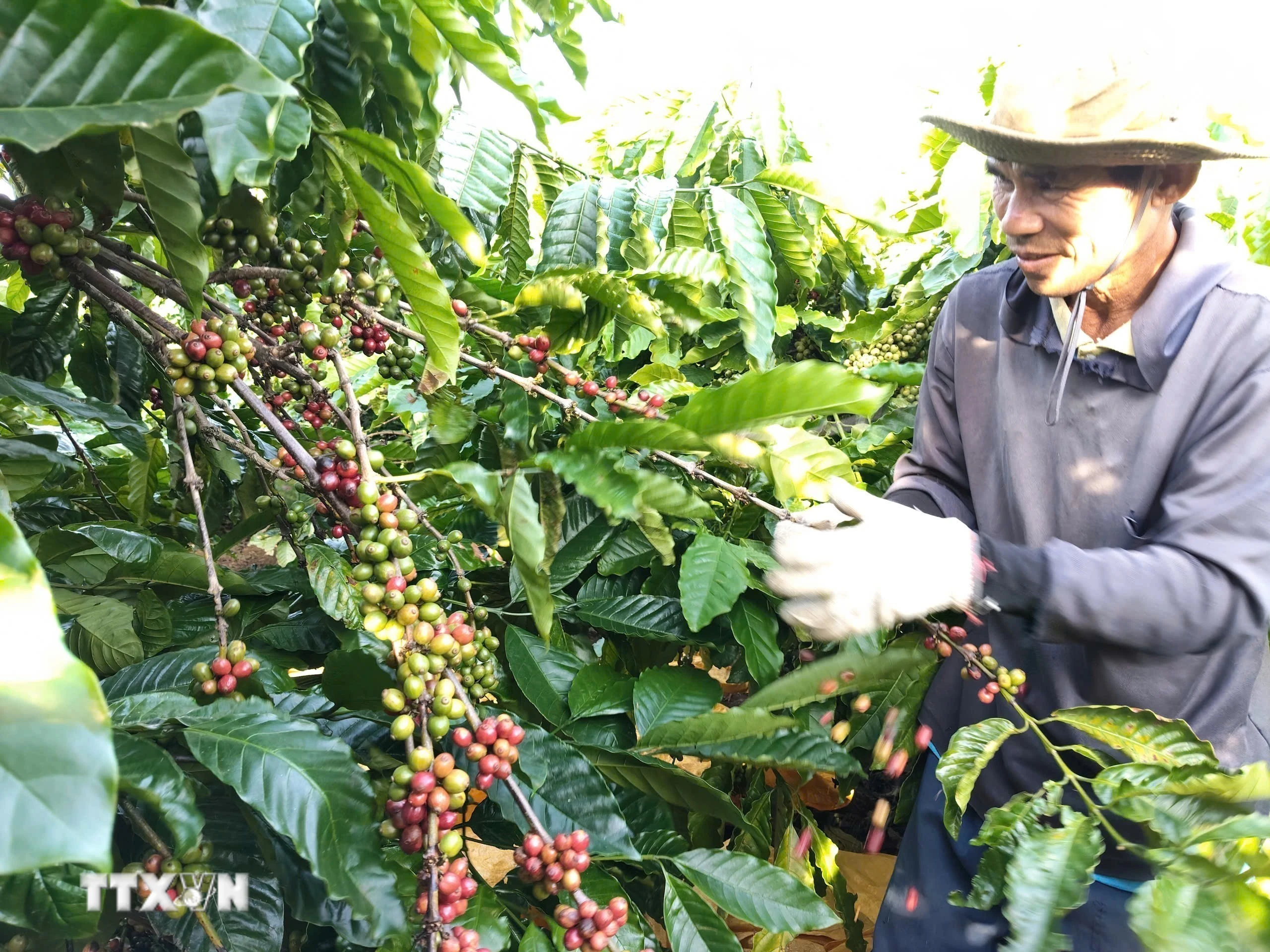 Giá cà phê tăng mạnh, gạo Việt chịu thêm áp lực từ thị trường nông sản