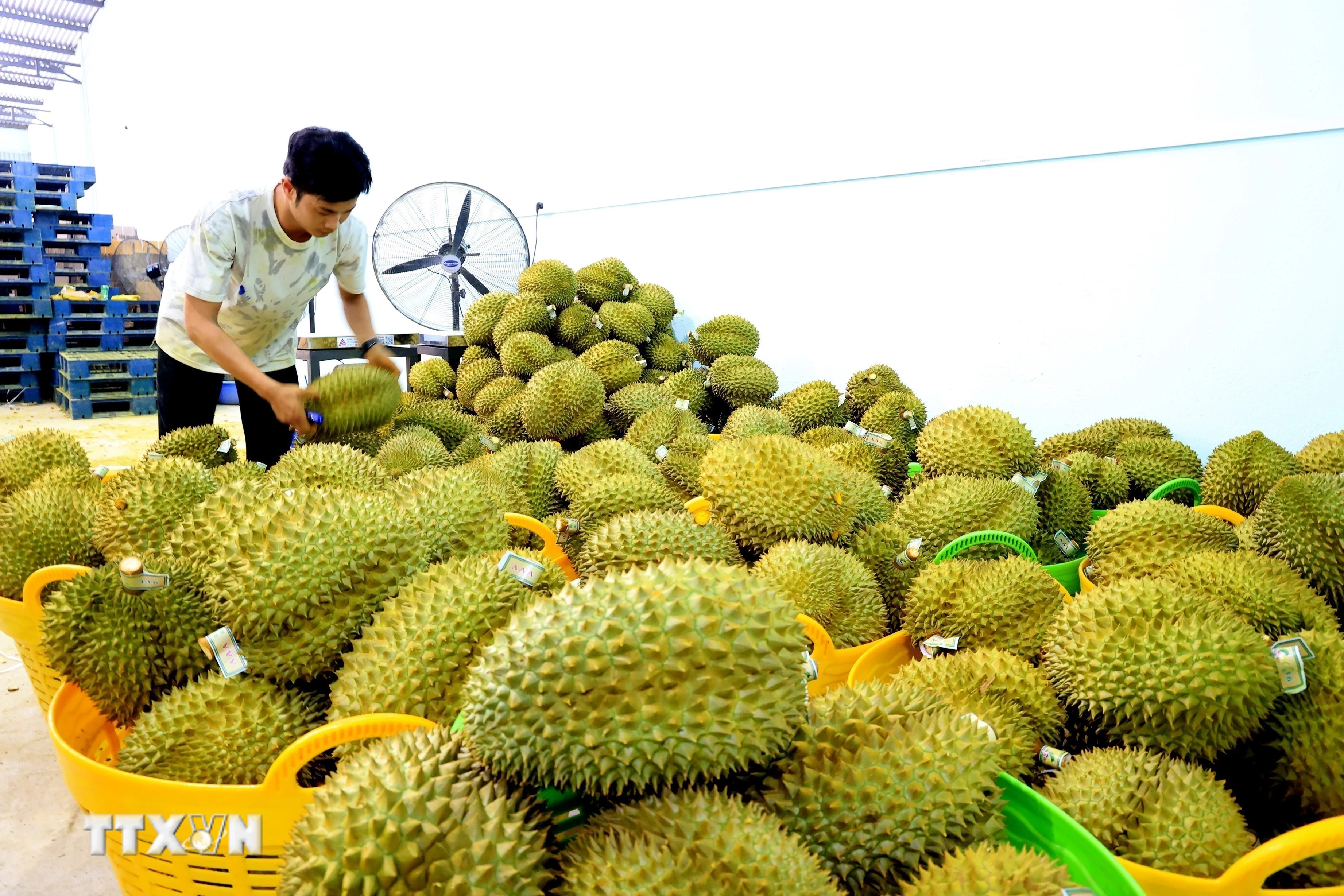 Lô Sầu Riêng Đầu Tiên Xuất Khẩu Theo Lộ Trình Xanh Qua Cửa Khẩu Hữu Nghị