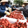 Đóng gói vải thiều xuất khẩu ở vùng sản xuất vải thiều Lục Ngạn, tỉnh Bắc Ninh. (Ảnh: Vũ Sinh/TTXVN)