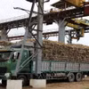 Biện pháp phòng vệ thương mại không chỉ góp phần nâng cao năng lực cạnh tranh của ngành đường trong nước mà còn giúp khôi phục vùng nguyên liệu, cải thiện thu nhập cho người trồng mía.(Ảnh: Tường Quân/TTXVN)