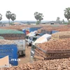 Hàng trăm xe chở sắn tươi ùn ứ tại Cửa khẩu Chàng Riệc. (Ảnh: Thanh Tân/TTXVN)
